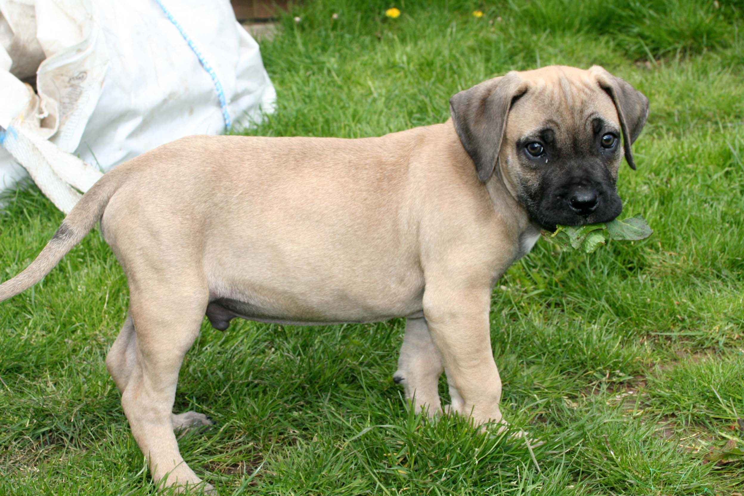 Boerboel Cross Pitbull One of the most important things to remember when you own a Boerboel or any Mastiff for that matter is not to expect too much too soon.